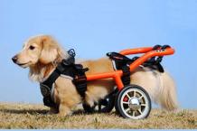 You Need A Adjustable Dog Wheelchair