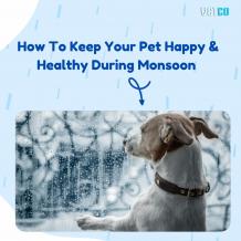 How To Keep Your Pet Happy &amp; Healthy During Monsoon - Vetco Store