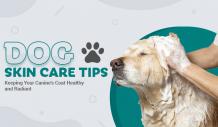 Best Practices for Dog Skin Care and Coat Health