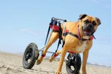 Dogs wheelchair