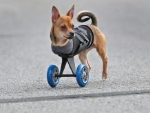 Dog Wheelchairs