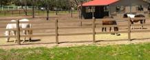 Useful Tips for Purchasing Horse Fencing