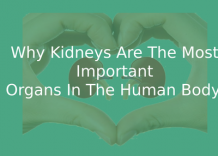 Why kidneys are the most important organs in the human body?