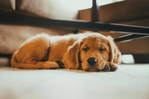 The Importance of Owning a Pet Friendly Condo | One Tolentino East
