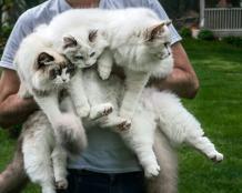 Ragdoll Cats for sale near me, Ragdoll kittens for adoption, Ragdoll kittens for sale