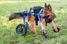 Dogs and Pets can walk again