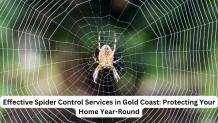 Effective Spider Control Services in Gold Coast: Protecting Your Home Year-Round - ezine articles