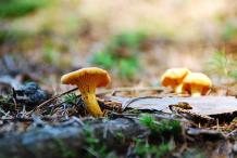 5 Reasons to Shop Psilocybin Mushrooms Online