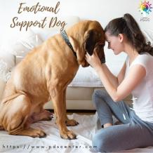 treat emotional support dog hom - infopdscenter | ello