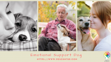 Responsibility of service dog and emotional support dog | esa letter | PDSC