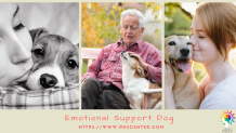 Characteristics of an emotional support dog | Emotional support dog | PDSC - PDSC