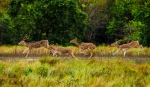 Sundarban Package Tour from Kolkata 