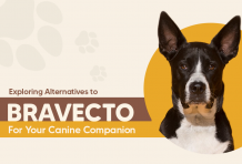 Exploring Alternatives to Bravecto for Your Canine Companion
