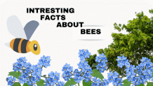 Facts about Bees You have Never Read