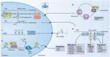 miRNA Immunoprecipitation Service - Creative Biogene IntegrateRNA