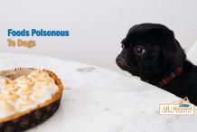 Familiarize Yourself With This List Of Foods Poisonous To Dogs