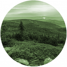 Forest Industry Mailing List | Forest Industry Details
