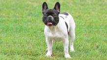 French Bulldog Puppies for Sale NYC | Central Park Puppies