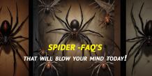 Spiders - Frequently Asked Questions | Pest Quit