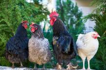 Poultry and livestock farming for sale - Poultryfarmers prod