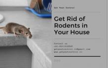 How to Get Rid of Rodents in Your House
