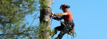 What equipment do you need to climb a tree? - Bishop Lifting