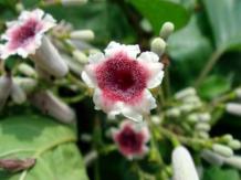 Paederia foetida - Skunk Vine Uses, Health and Remedial Benefits