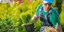 Garden Clearance Sutton: Why You Leave It To The Professional?