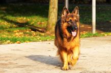 German Shepherd - Facts & Information | mywagntails