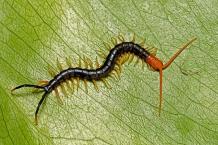 Centipede Bites: What Happens If A Centipede Bites You
