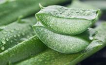 Ghritkumari - Aloe Barbadensis - Health Benefits &amp; Aloe Vera uses