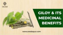 Giloy - Tinospora cordifolia - Giloy Top 12 Health benefits