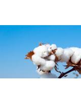 Cotton Market | Cotton Suppliers &amp; Regional Spend Segmentation | Cotton Price Trends – Procurement Intelligence Report