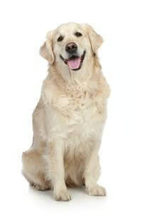 Article to Know on cheapest pet shop in lucknow and Why it is Trending?