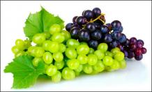 Angoor (Vitis Vinifera) - Grapes Uses, Benefits, Properties &amp; Dosage