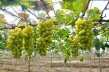 Angoor - Grapes - Medical Properties, Uses and Health Benefits