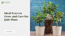 Ideal Ways to Grow and Care for Jade Plant