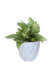 Greenium - Online Green Gifting &amp; decor | Green Money Plant In Light Blue Twisted Grace Pot