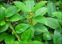 Gurmar (Gymnema Sylvestre) - Uses and Benefits