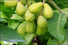 Terminalia chebula Uses and Benefits