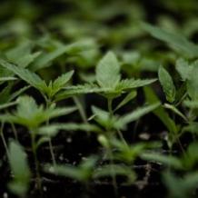 CBD Hemp Seedlings Archives - Clone Connect