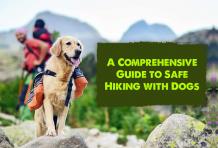 A Comprehensive Guide to Safe Hiking with Dogs