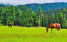 holiday-spl-kashmir-package-tour-from-mumbai-naturewings