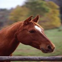 Choose the Best Horse Trail Riding in Brisbane for Every Level of Rider on Horse Riding Now