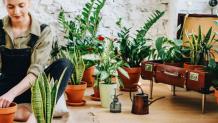 How Can Plants Help Improve Your Mental And Physical Health? - AtoAllinks