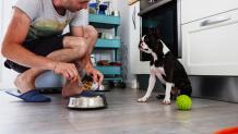 How Much Canned Dog Food Equals Dry Food