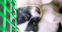 How to Choose the Best Dog Crates for Labradors - Love Lab World