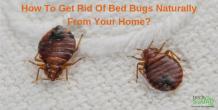 How To Get Rid Of Bed Bugs Naturally From Your Home?