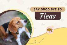 Say Goodbye to Fleas Forever with These Simple Tips - CanadaPetCare