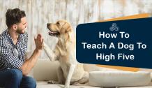 How do you Teach a Dog to High Five - The Canine Expert: